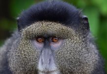 Uganda Tours in Mgahinga Gorilla National Park Golden Monkey Tracking in Uganda