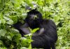 Best Gorilla Trekking Excursions in Africa Gorilla Tours in Uganda