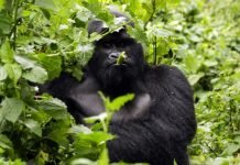 Bespoke Gorilla Trekking Tours Rwanda Gorilla Tours in Uganda