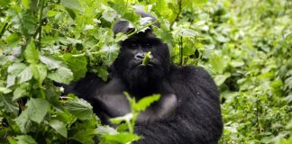 Best Gorilla Trekking Excursions in Africa Gorilla Tours in Uganda