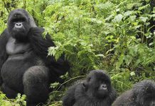 4 Day Fly-in Uganda Gorilla Trekking Tour Mountain Gorillas in Uganda