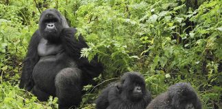 4 Day Fly-in Uganda Gorilla Trekking Tour Mountain Gorillas in Uganda