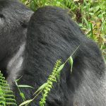 Mishaya Silverback hiding from Camera