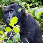 Mountain Gorilla Posing in the Jungle