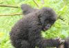 Rwanda is Beyond Gorilla Trekking Adventure Mountain Gorillas in Uganda