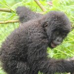 Mountain Gorilla up in Tree branches