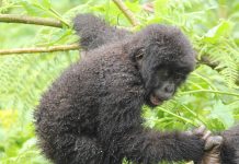 Gorilla Trekking Sectors of Bwindi National Park Mountain Gorillas in Uganda