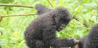 Gorilla Trekking Sectors of Bwindi National Park Mountain Gorillas in Uganda
