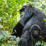 Mountain Gorillas resting in the Jungle