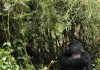 Rwanda Gorilla Safari Holidays