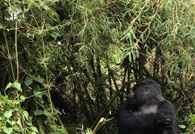 Uganda’s Gorilla Trekking Experience