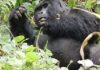 Luxury Gorilla Safari Uganda and Rwanda Gorilla Tour Uganda