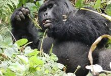 Luxury Gorilla Safari in Rwanda Gorilla Tour Uganda