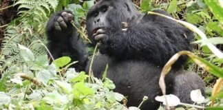 Fly-In Gorilla Safari in Uganda Gorilla Tour Uganda